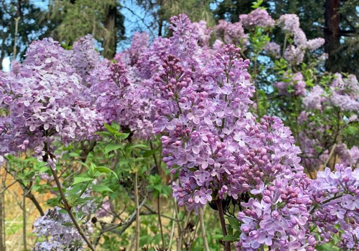 Light purple lilacs in Descanso Gardens.