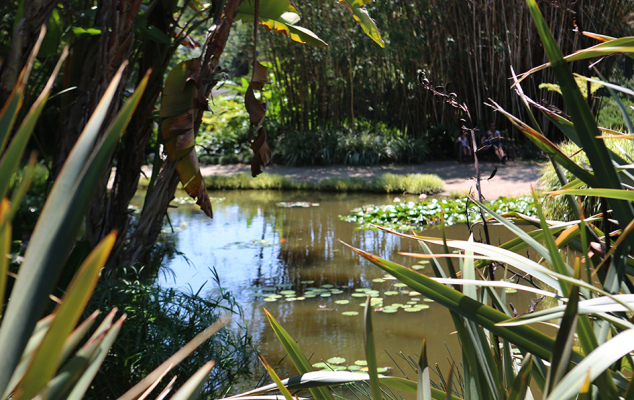 the huntington, huntington gardens, hutington library, botanical gardens, visit pasadena, pasadena, california, los angeles