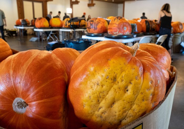 close up of giant pumpkins