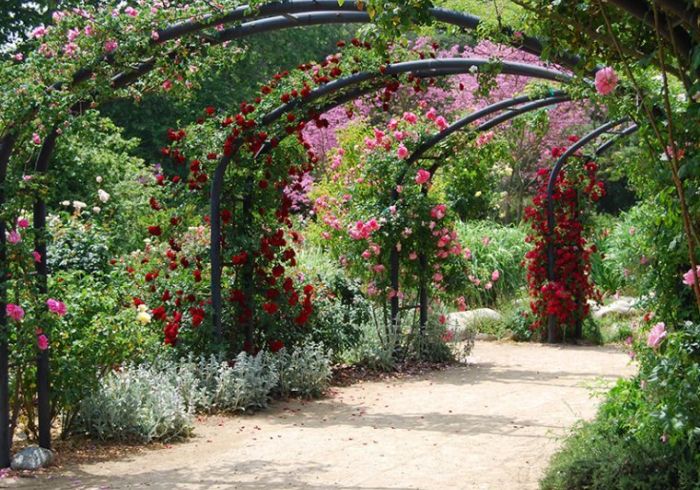 descanso gardens, roses, rose garden, garden