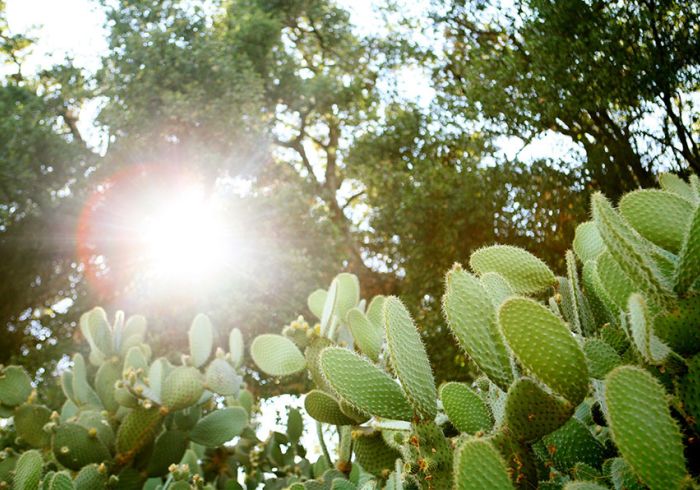 Sunlight breaks through the trees of Hahamongna Wastershed Park.