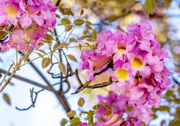 Pink and yellow tabebuia (trumpet trees) at the Los Angeles Arboretum.